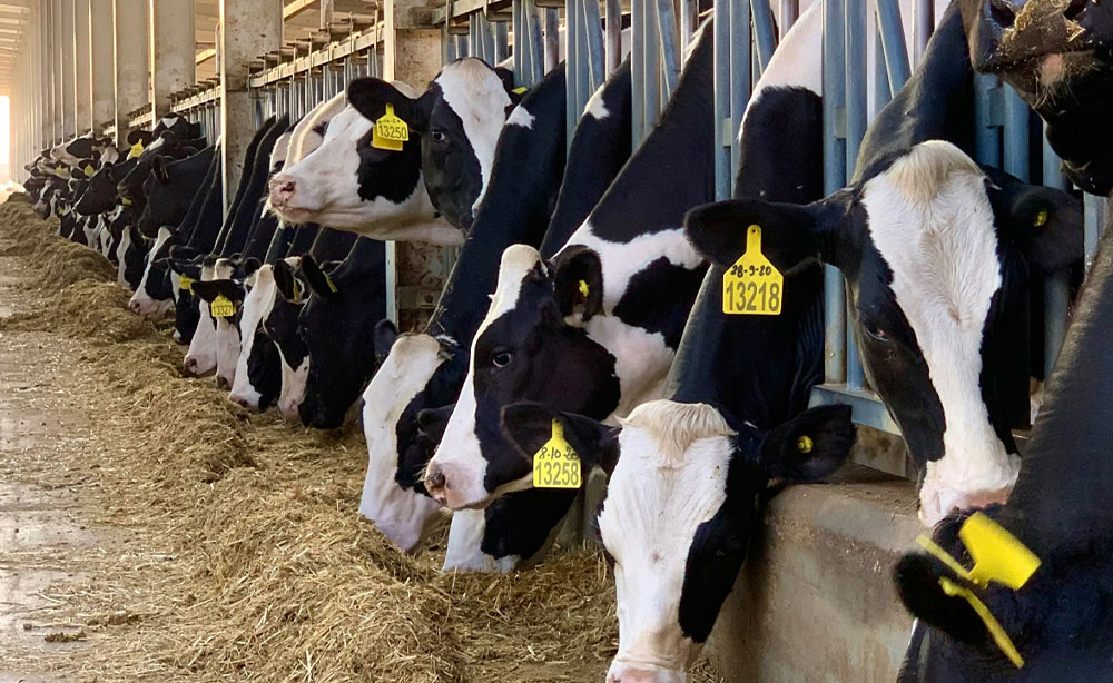 Ketoza u krów - co powinieneś wiedzieć